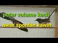 Download Lagu awas spontan kawin murai mu - dengar suara murai kawin satu ini pancingan birahi dan kawin murai