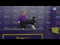 P!nk the border collie wins back-to-back titles at the 2019 WKC Masters Agility | FOX SPORTS
