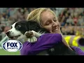 P nk the border collie wins back-to-back titles at the 2019 WKC Masters Agility FOX SPORTS