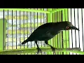 Download Lagu Pancingan Cucak Keling Trotol Memanggil Cucak Keling bahan Dalam 1Menit Cucak Keling Jadi Ikut bunyi