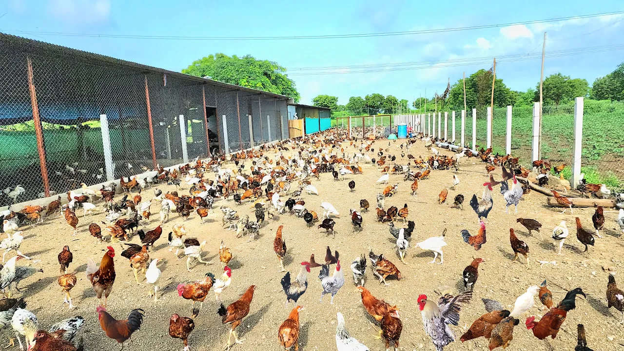 Free Range Desi Poultry Farming l Feeding l Fencing l Marketing l