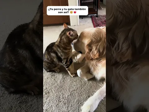 Cat or Dog?❤️