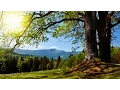 Download Lagu Ronny - Es war im Böhmerwald