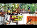 Download Lagu Terapi Sogon cepat gacor Suara simulasi lomba sogon