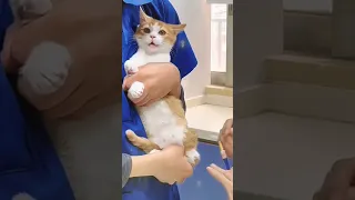 قطة تاخد إبرة مضحك Cat Like 