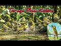 Terapi pleci koloni agar Ngalas buka dan paruh || simulasi lomba pleci #pleci #terapipleci #pcmi 