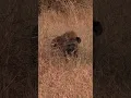Download Lagu Panting Hyena fixes its eyes on us #wildlife #nature #hyena #breathless #africa  #animals