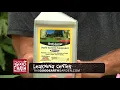 Hydrangea Disease Control
