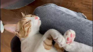 Java Cat Cafe 2025