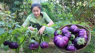 Cooking with Sreypov: Harvest purple round eggplant for cooking | Village food cooking