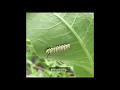 The Monarch Life Cycle