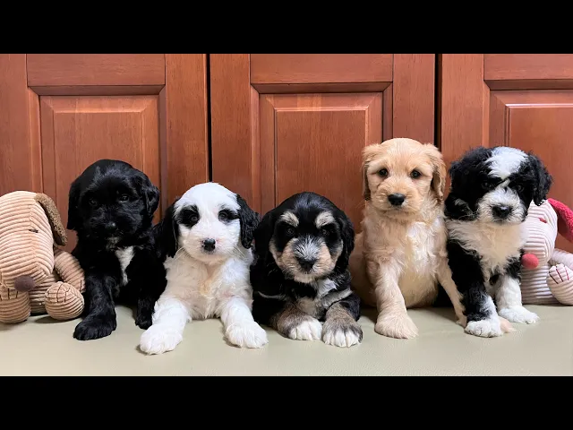 動画