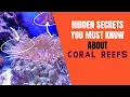 Hidden Secrets You Must Know About Coral Reefs
