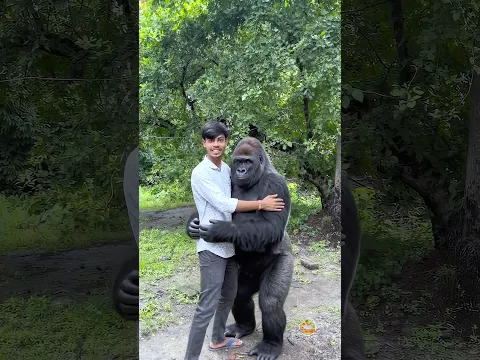 Gorilla Part 2 …!@zackdfilms