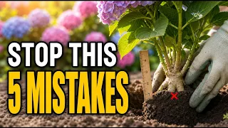 Stop Ruining Your Hydrangeas 5 Planting Mistakes to Avoid