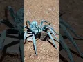Download Lagu Wolf Spider Springs Out Of Hole! 🕳️#shorts