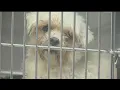 14 animals removed from Youngstown home in poor condition