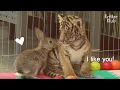 Download Lagu Baby Rabbit And Tiger Abandoned By Their Mom Became The Cutiest Best Friends | Kritter Klub