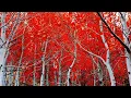Exploring the SCP Foundation SCP-3989 - The Bone Orchard