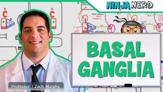 Neurology | Basal Ganglia Anatomy & Function | Direct & Indirect Pathways