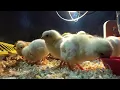 How to raise baby chicks Simple and easy tips for a healthy flock