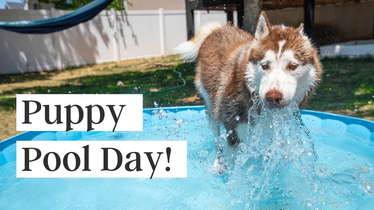 So I got my dogs a pool...