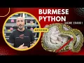 Burmese Python - PULLING AND CHECKING EGGS ALMOST GOT BIT BY THIS SNAKE