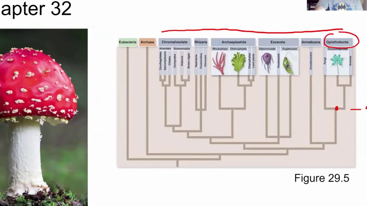 BIOL 1407 Lecture 32 Fungi