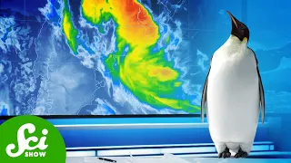 Do Penguins Control the Weather?