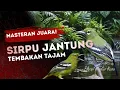 Download Lagu MASTERAN MEWAH MURAI BATU JUARA SIRPU JANTUNG GACOR NGEROL NEMBAK PARAH FULL DURASI PANJANG
