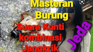 kuntilanak kombinasi jangkrik kunti kombinsasi jangkrik masteran kunti masteran jangkrik audio