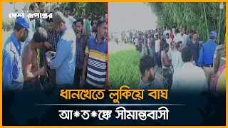 তিনজনকে আ*ক্র*মণ করা বাঘের খোঁজে রাতদিন অ*ভিযান, আ*ত*ঙ্কে গ্রামবাসী | Hatibanda
