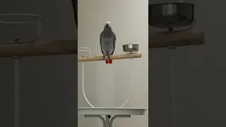 بوسة بوسة   دندنها