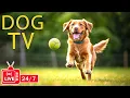 Download Lagu DOG TV 24/7: Best Entertainment Video for Dogs Relax \u0026 Relieve Anxiety When Alone - Music for Dogs
