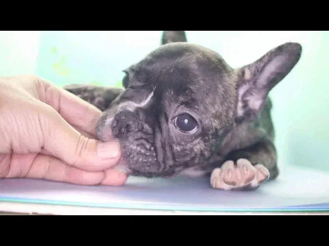動画