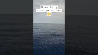 We can’t believe we found this in the middle of the sea! #shorts