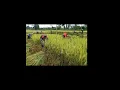 Download Lagu kembalikan hari indah kami
