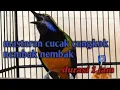 Download Lagu Masteran cucak cungkok nembak kasar durasi 1 jam mp3