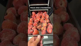 Freeze Dried Strawberries Freezedryer Prepperpantry Foodstorage 