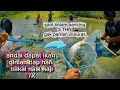 Download Lagu Spot kolam pancing ikan yang 5 THN belum pernah dikuras