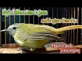 Lagu sulingan bambu nyiul Besetan tajam|| sangat bagus untuk masteran \u0026 pancingan.