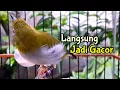 Download Lagu Jenis Pleci Mana Saja Langsung Nyamber Terapi Pleci Buxtoni Merangsang Jadi Gacor (30/5/21)