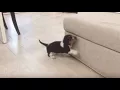 Funny Gif fails