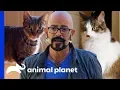 Jackson Galaxy Helps Cat Rivalry Come to an End My Cat From Hell