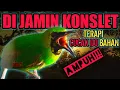 Download Lagu TERAPI CUCAK IJO BAKALAN HUTAN!! CUKUP SEKALI PUTAR LANGSUNG GACOR (melodious birds chirping)