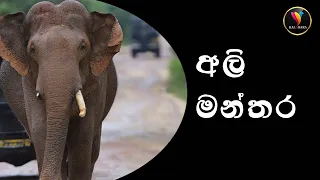 අලි මන්තර කියන්න ඕන වෙන තැන් _ Other places where you should chant the elephant mantra