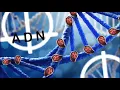 IAN - ADN