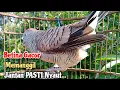 Perkutut Betina Memanggil Jantan - BIKIN JANTAN GACOR || The female turtle dove calls the male
