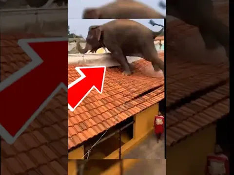 7 ANIMAIS que saíram do CONTROLE