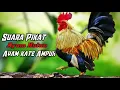 Download Lagu suara pikat ayam hutan ayam Kate paling ampuh dan dicari 100 % berhasil
